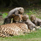Illustration for article titled The Magnificent Seven, Only More Spotted and Cute